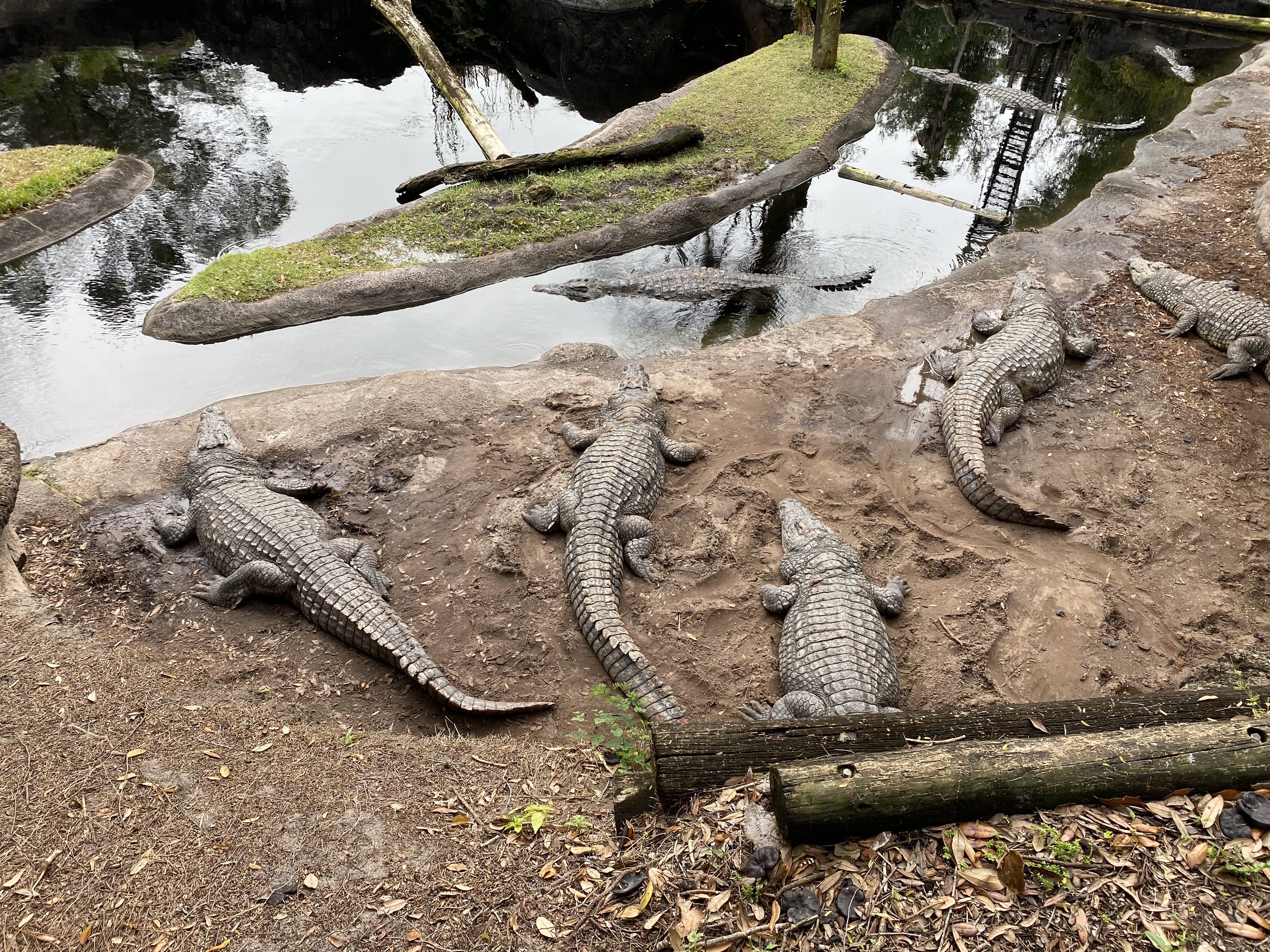  After making it to the other side of the bridges, we had an opportunity to get up close to the crocs.     We were once again wearing a tether so we didn’t accidentally fall in and become a snack.  