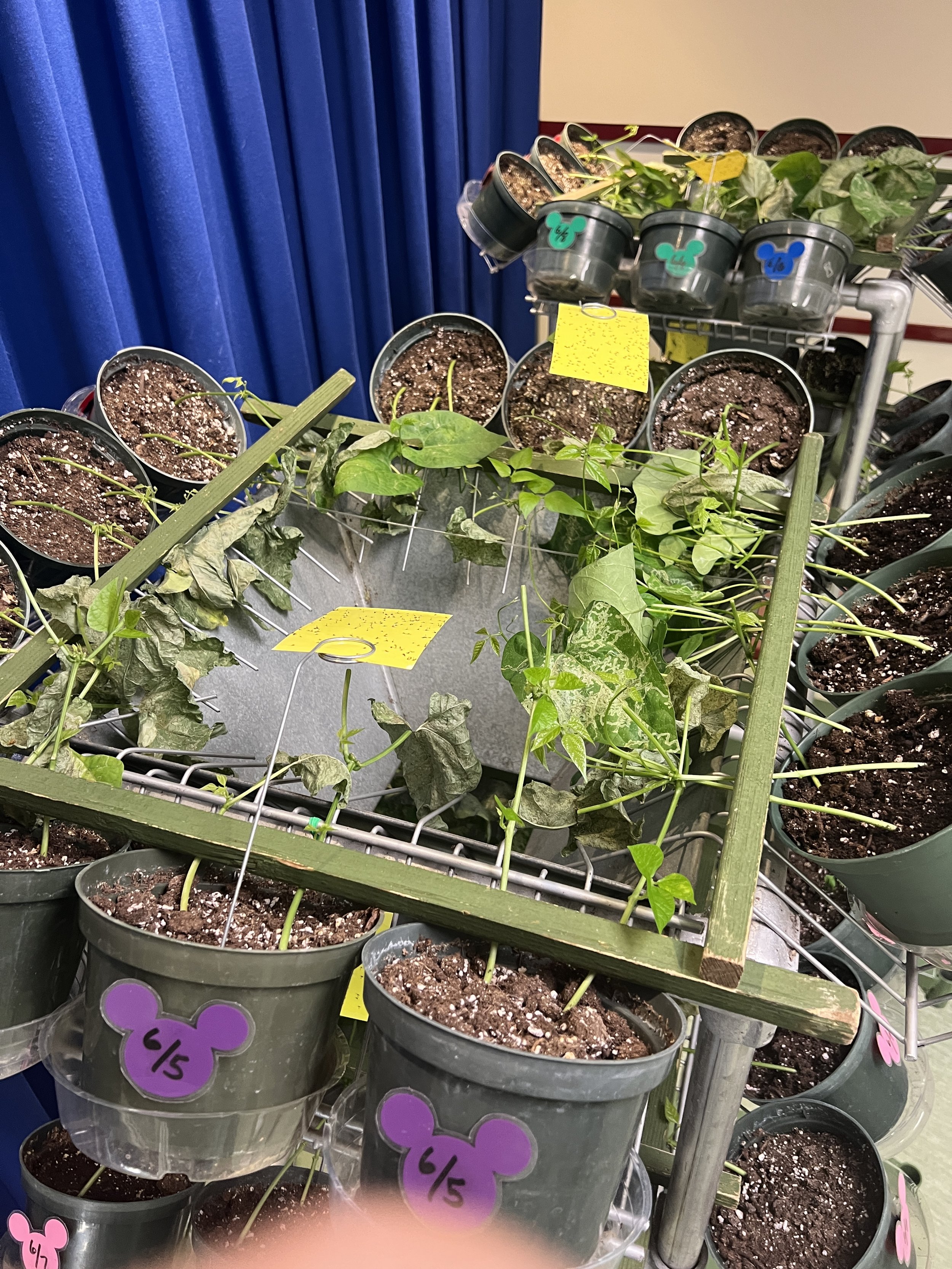  Our guide showed us how Disney uses insects to control unwanted pests in the greenhouses. They raise both beneficial insects and pests here to create a balance. Otherwise, the beneficial insects would eventually run out of things to eat.  