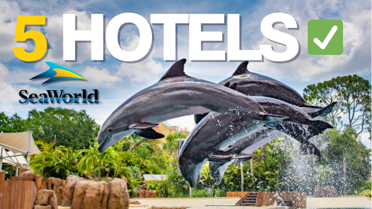 seaworld orlando dolphins with a caption that reads "best seaworld orlando hotels"
