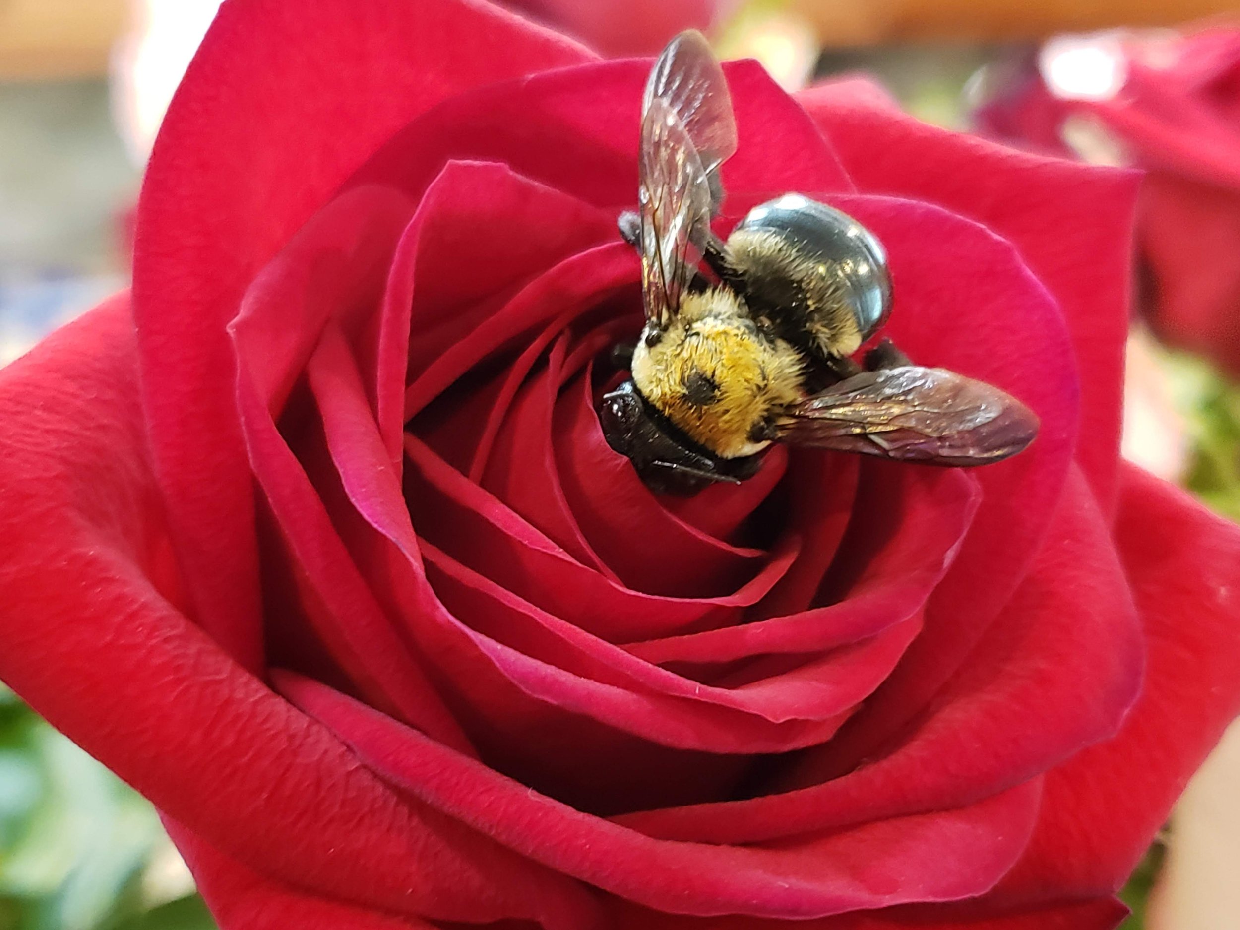 Bee Rose 3.jpg