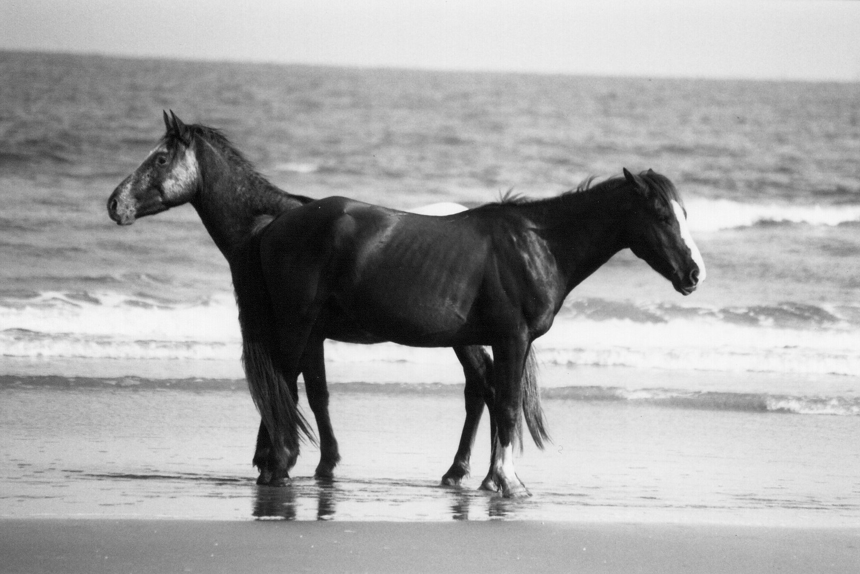 Two Headed Horse.jpg