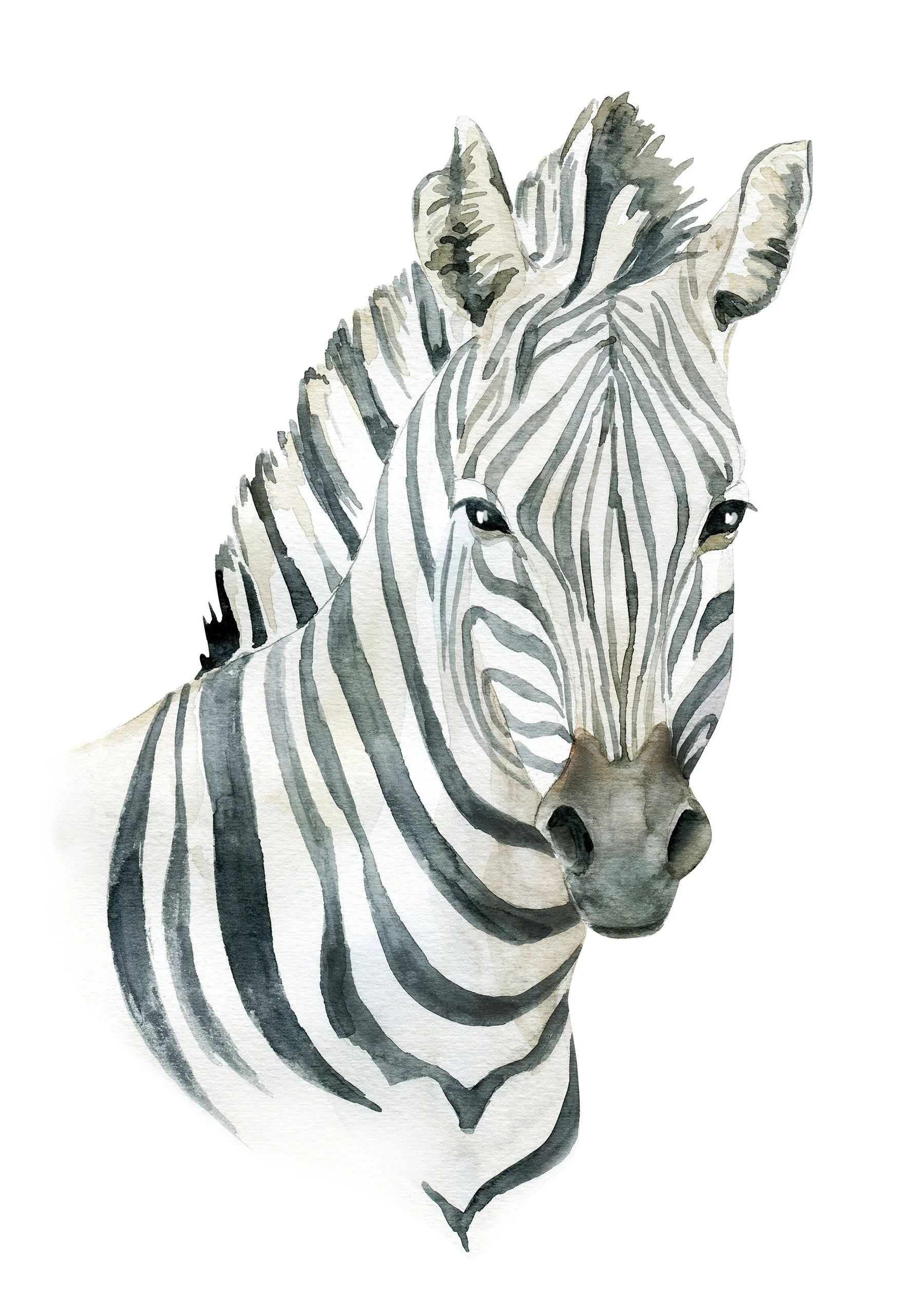 zebra.jpg