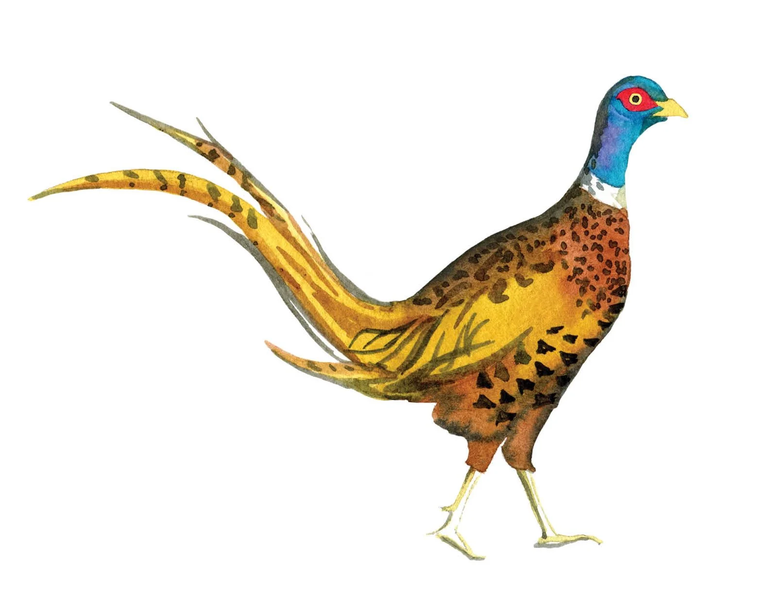 pheasant.jpg