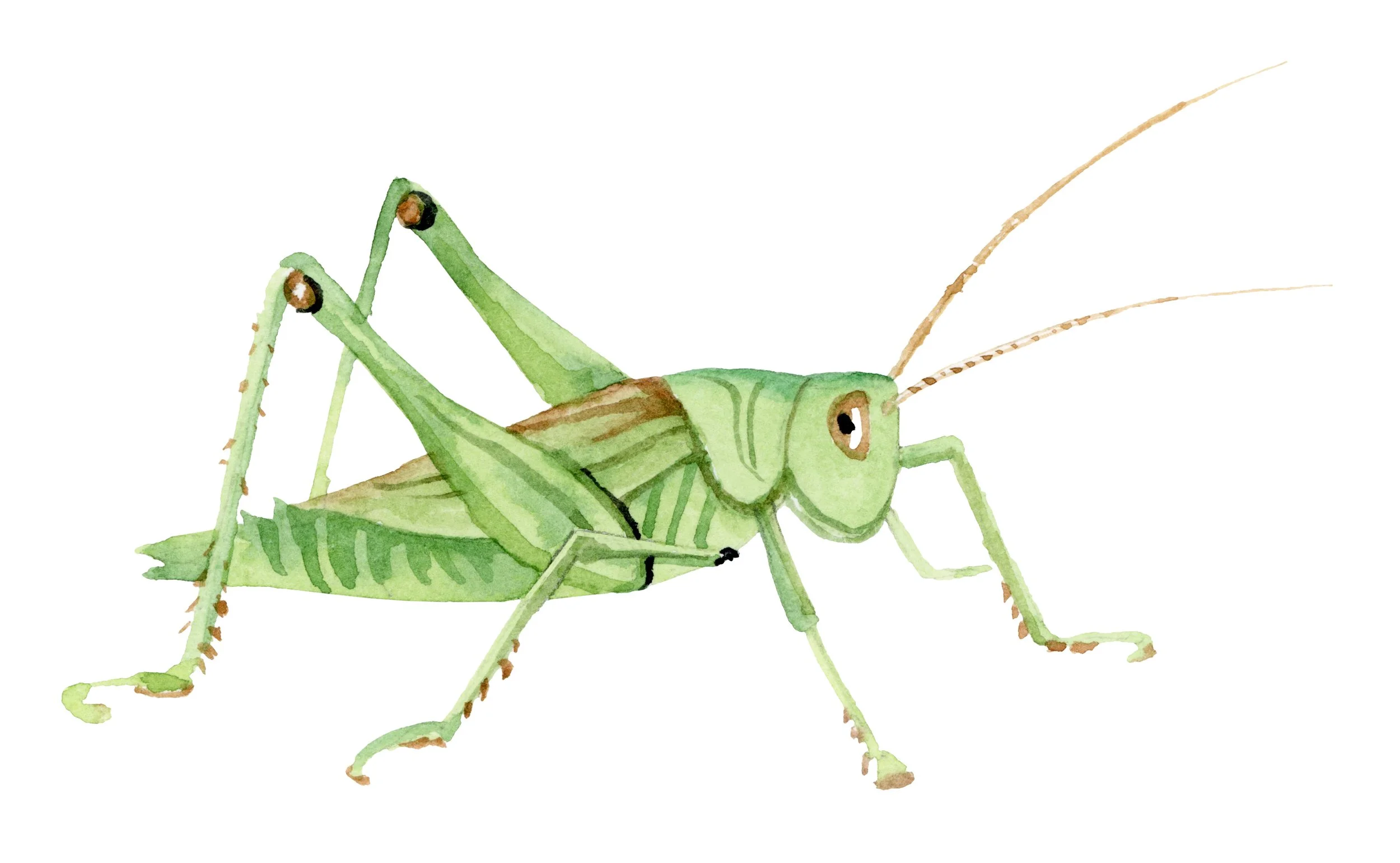 grasshopper copy.jpg