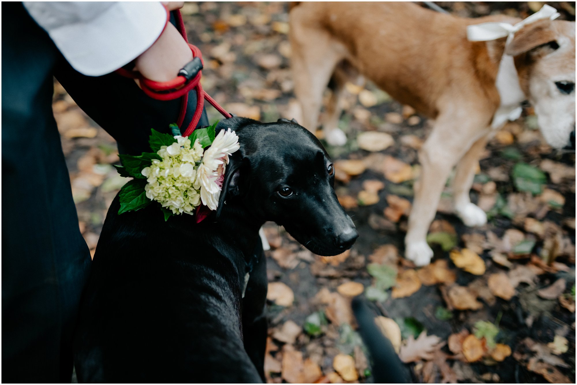 Autumn Wedding in Fairmount Park