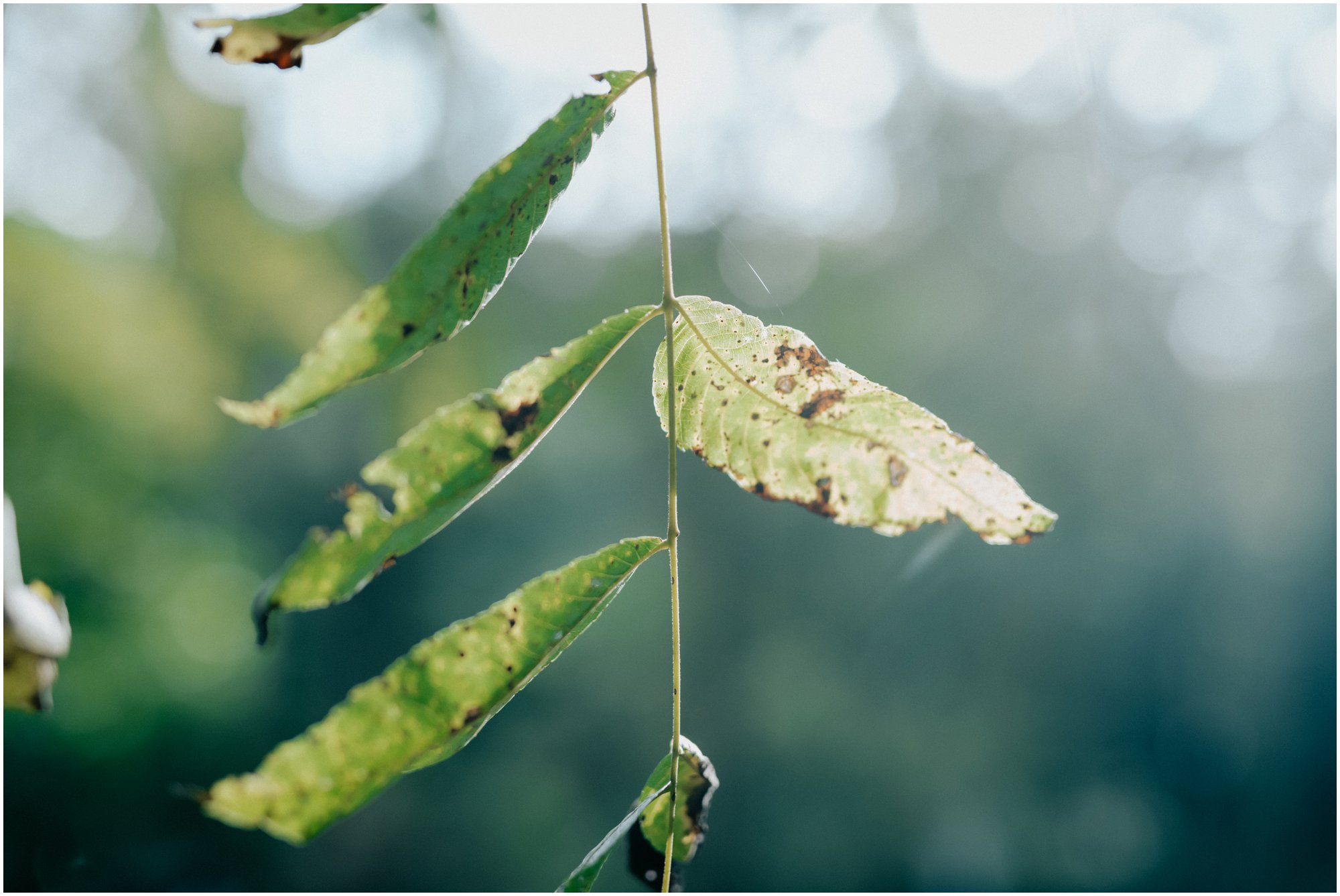 Autumn Wedding in Fairmount Park