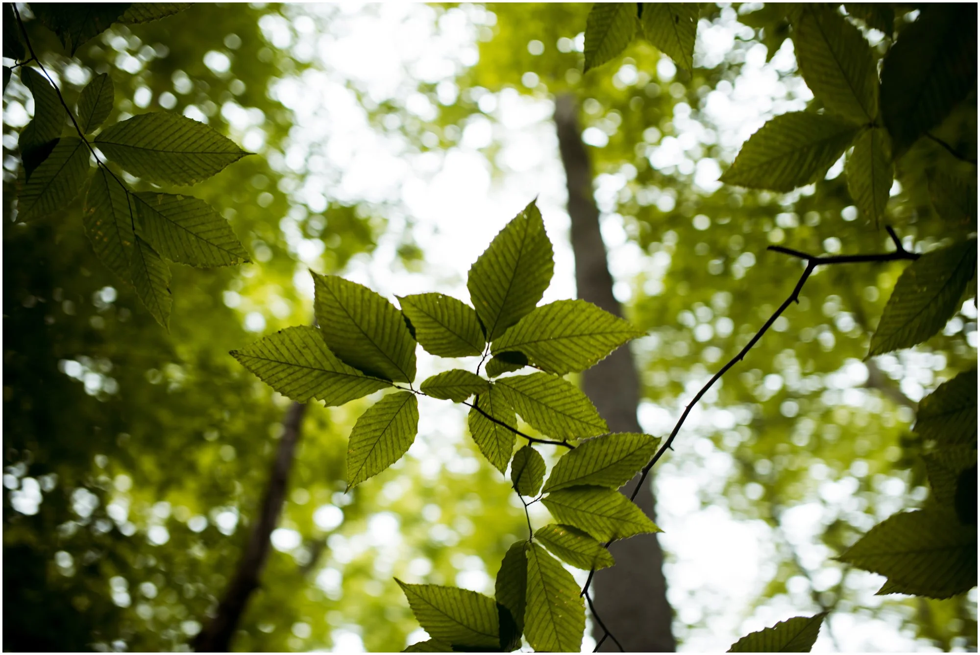 Summer Engagement Session at Bowman's Hill Wildlife Preserve