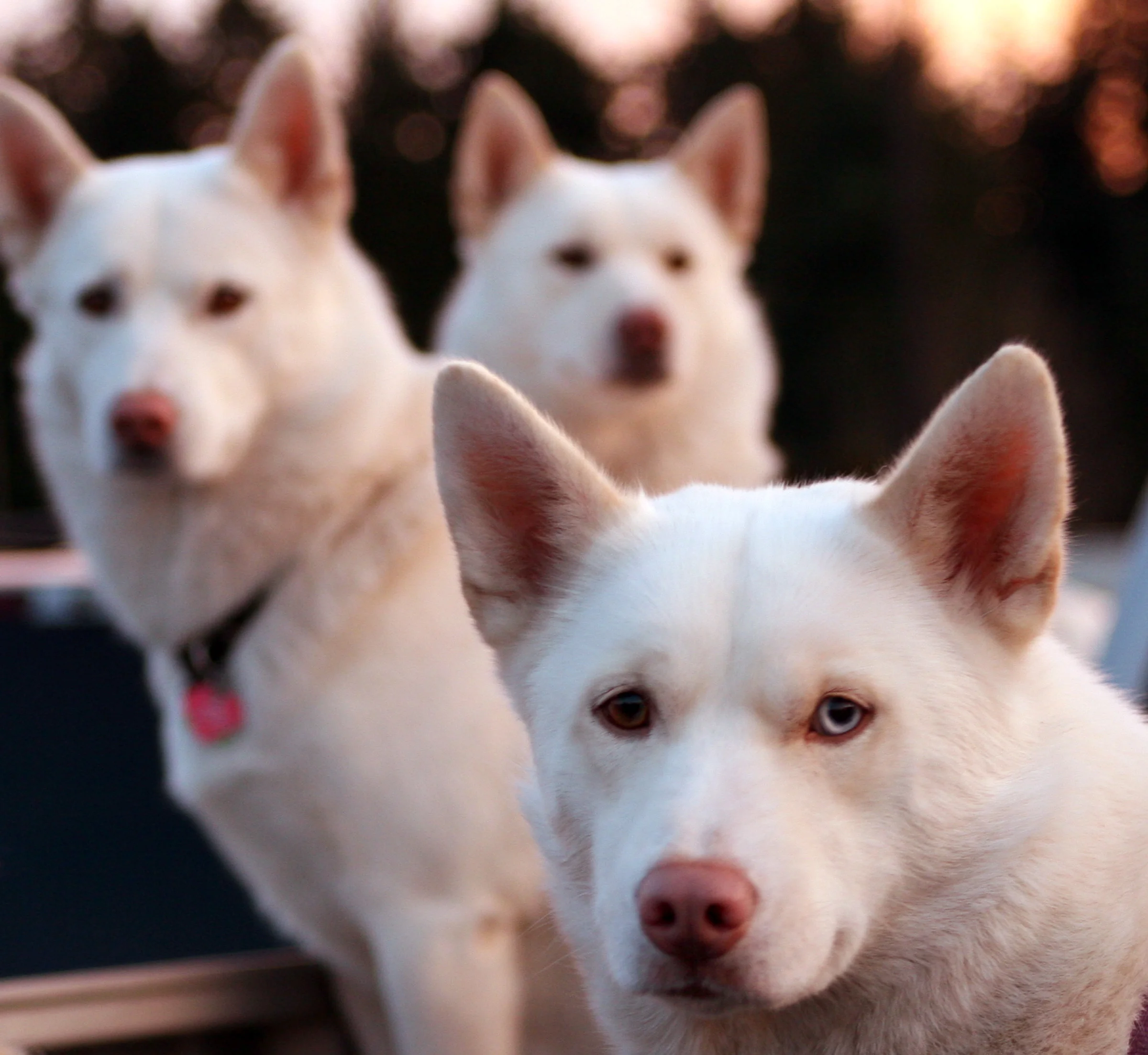 white huskey dogs 2.jpg