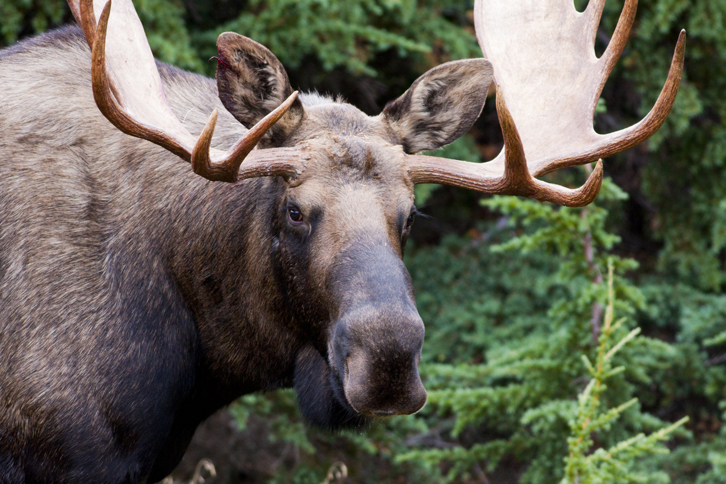 moose male.jpg