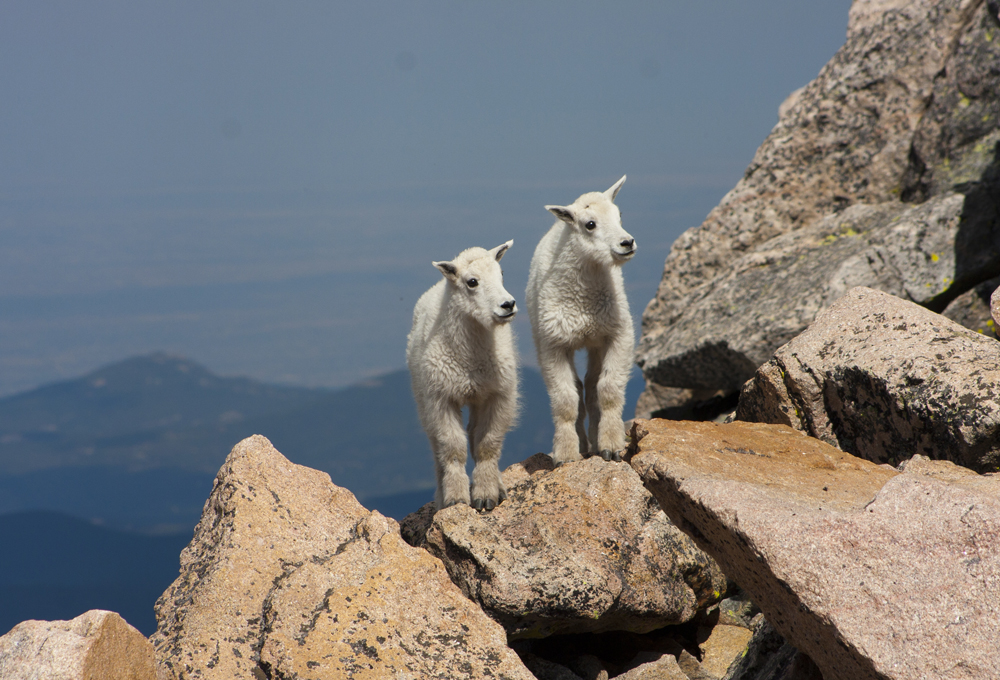 2 baby goats evans mt.jpg