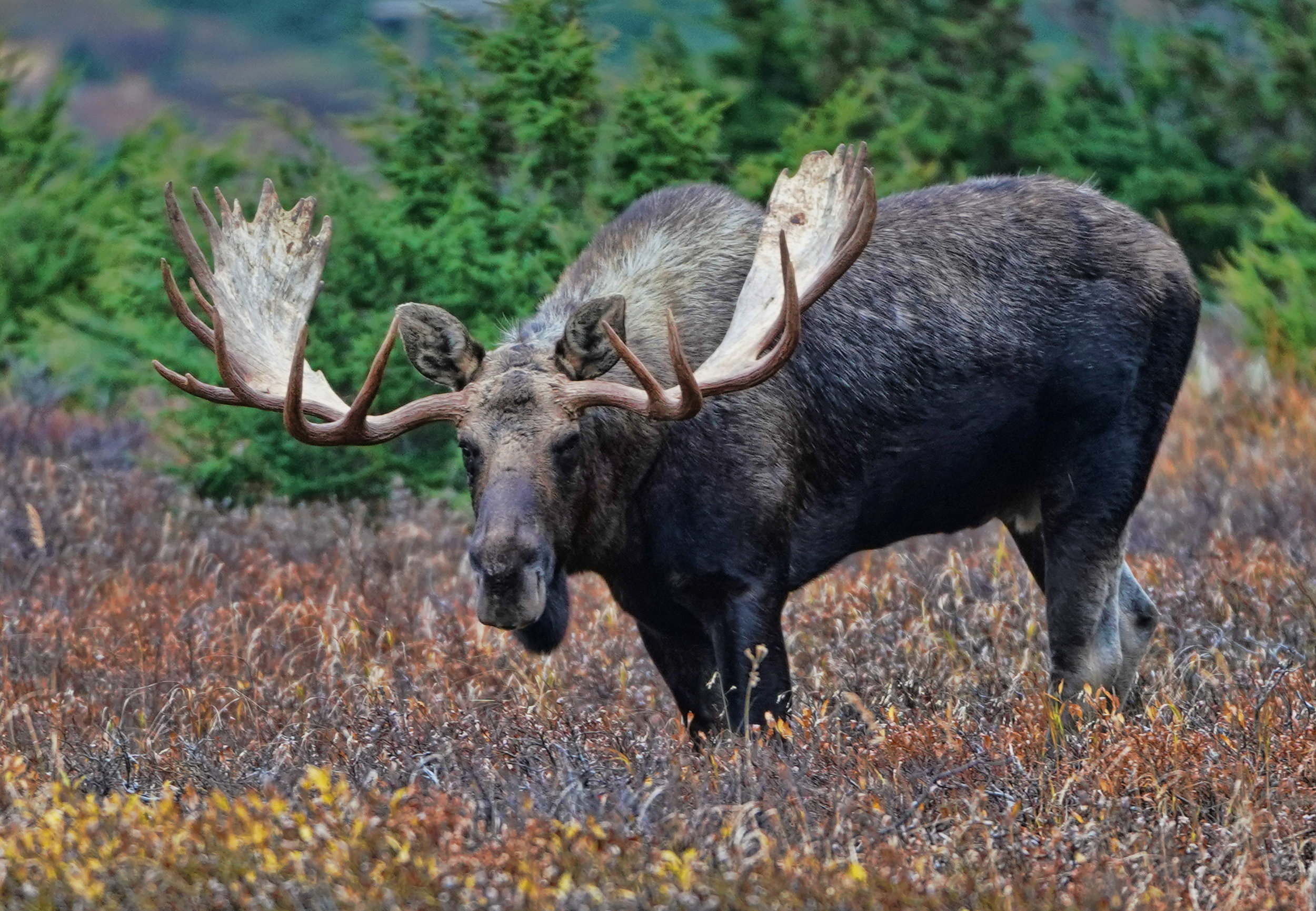 bull moose 4 glenn alps.jpg
