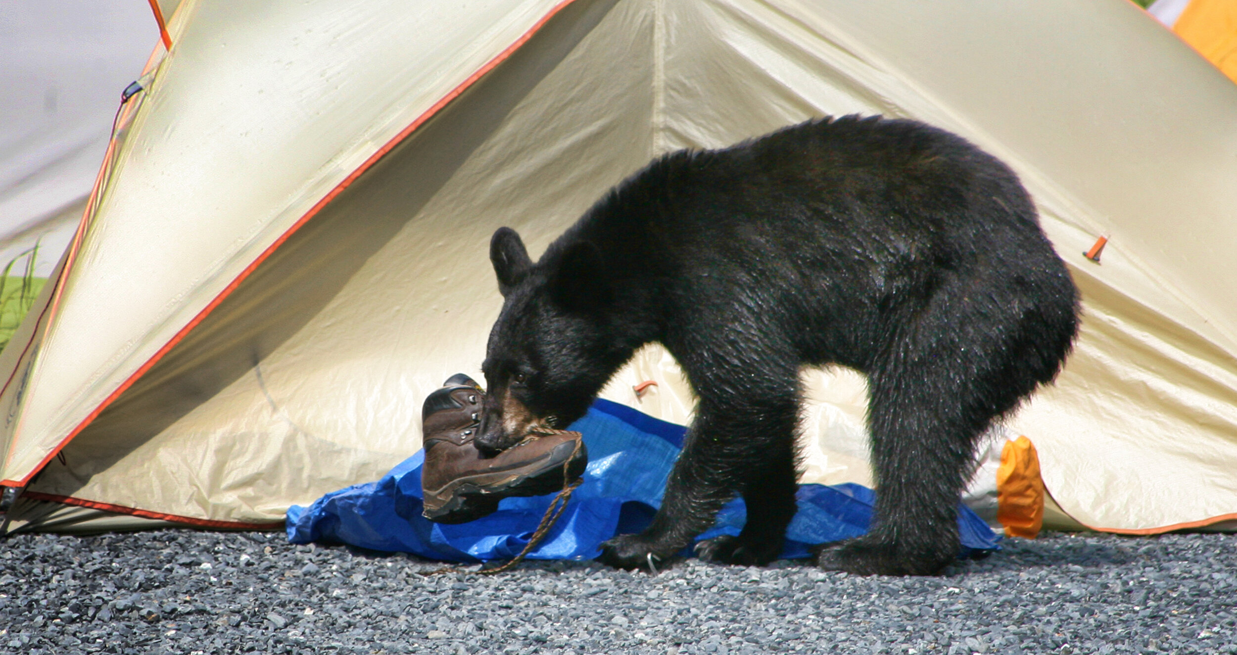 bear eating hiking boot.jpg