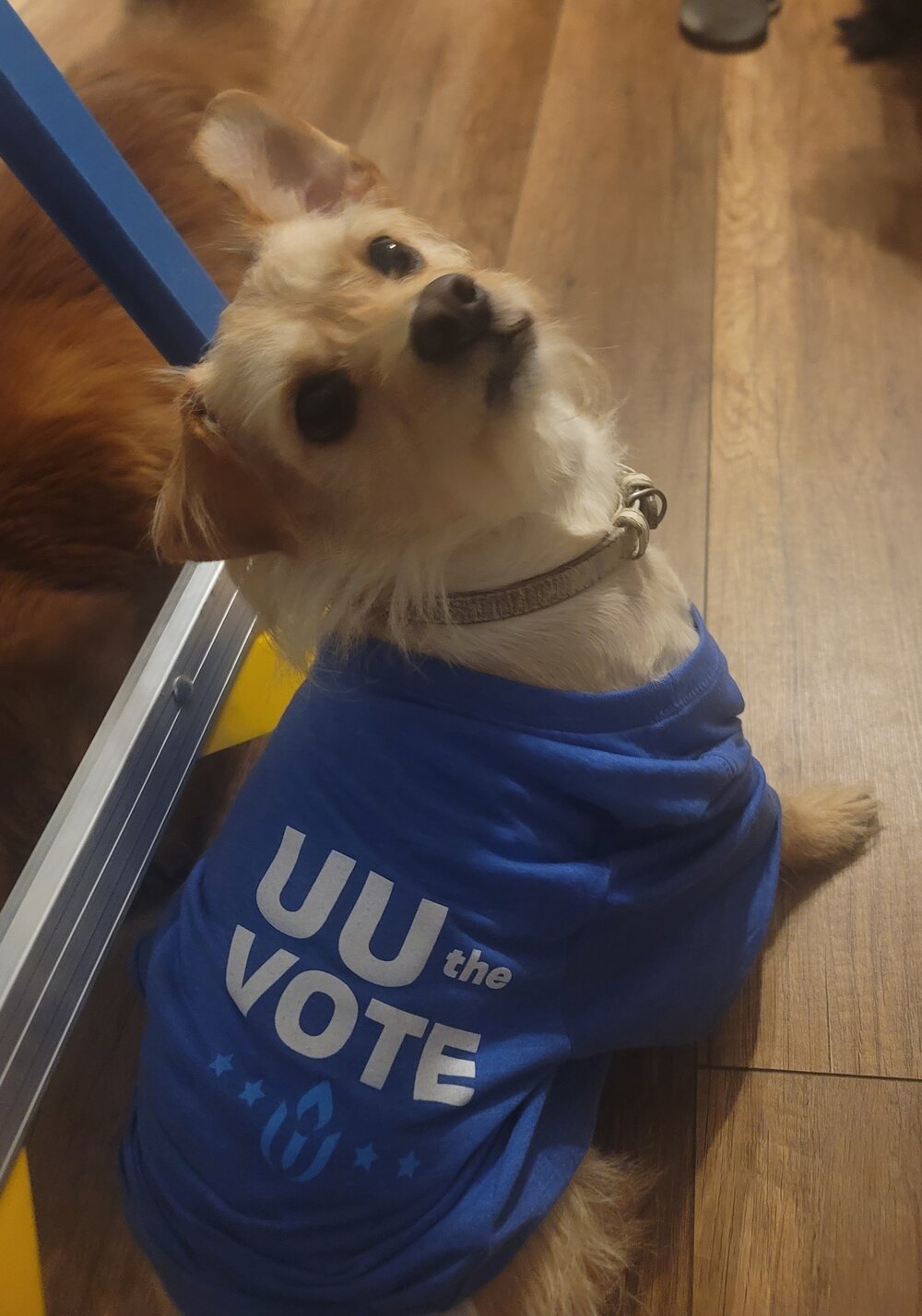 uutv pup 1.jpg