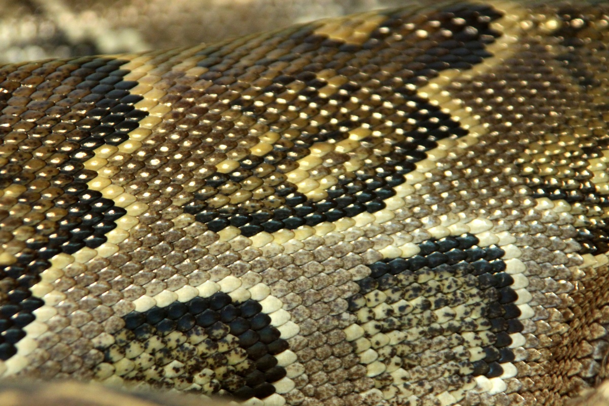 texture. Modèle serpent peaux.