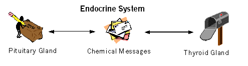 endocrine.gif