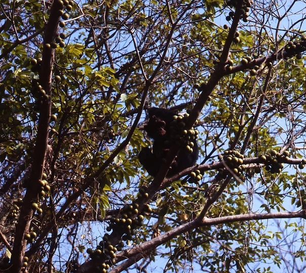 Chimpanzee fig feast