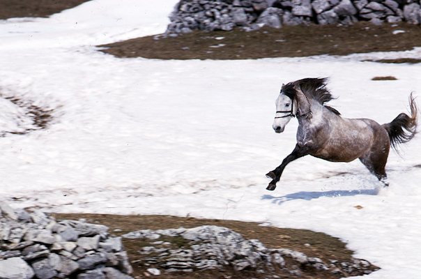 Frisky Montenegrin horse