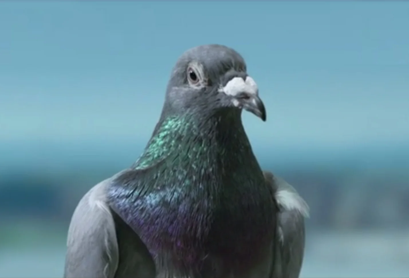 pigeon.jpg