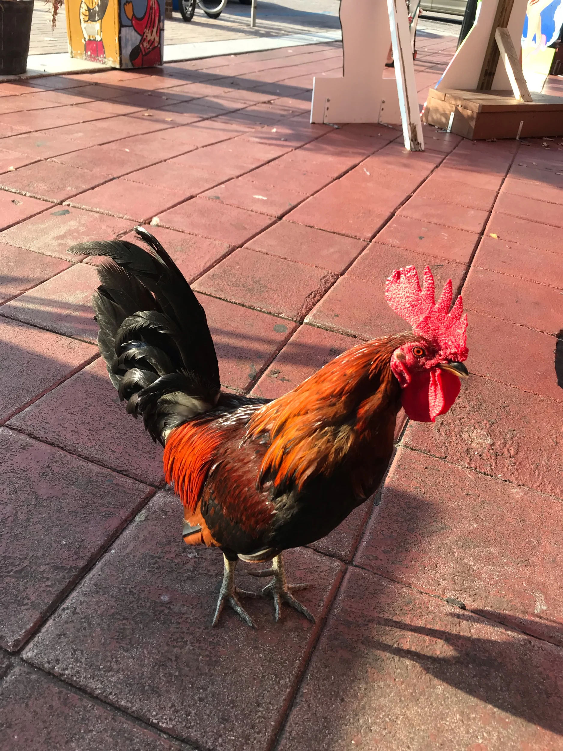 Key West rooster
