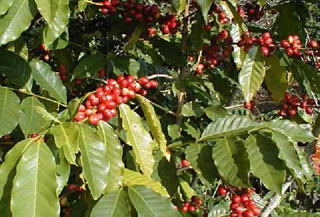 Coffee Cherry