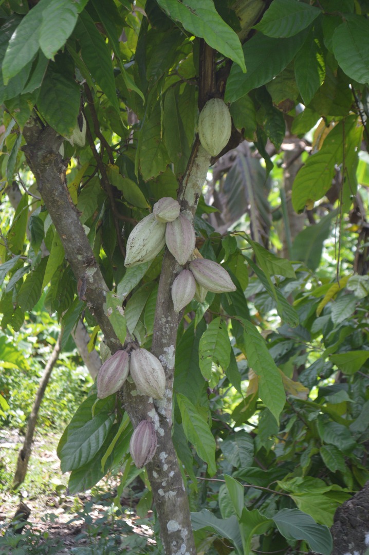 breadfruit.jpg