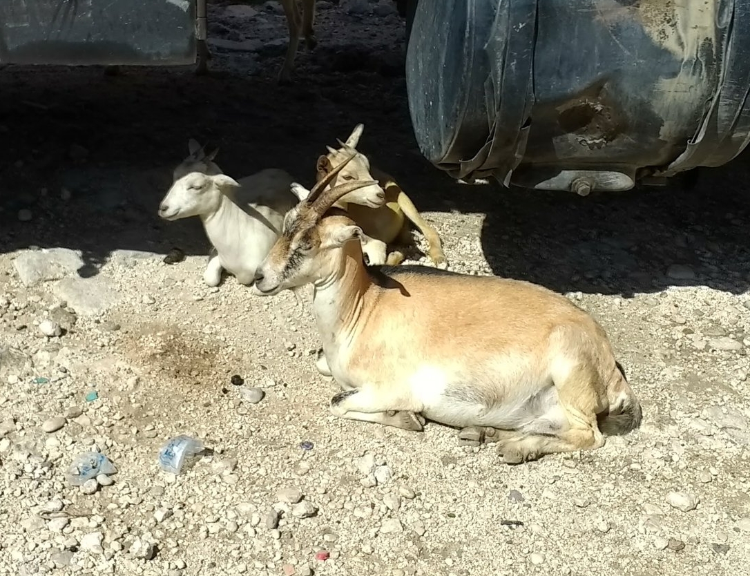 Goat - $75