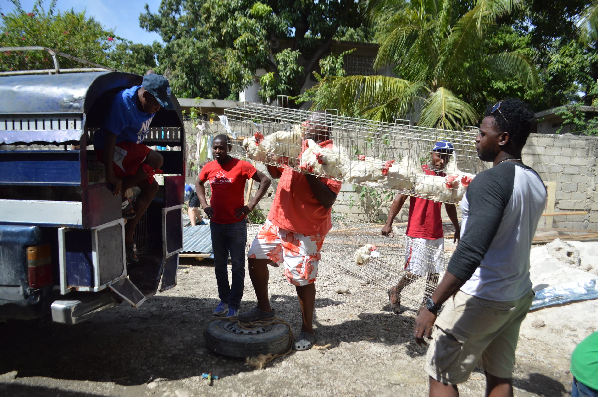 chickens on the move.JPG