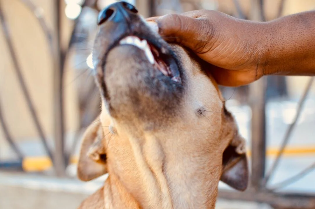 Rayi chen, di dan l blan by Vorb Charles