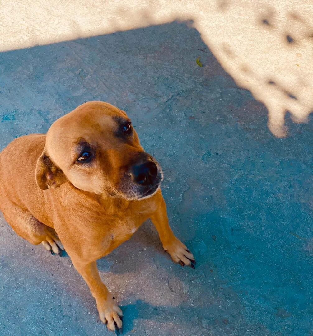 Chen gen 4 pye, men li pa ka kouri nan 4 chemen