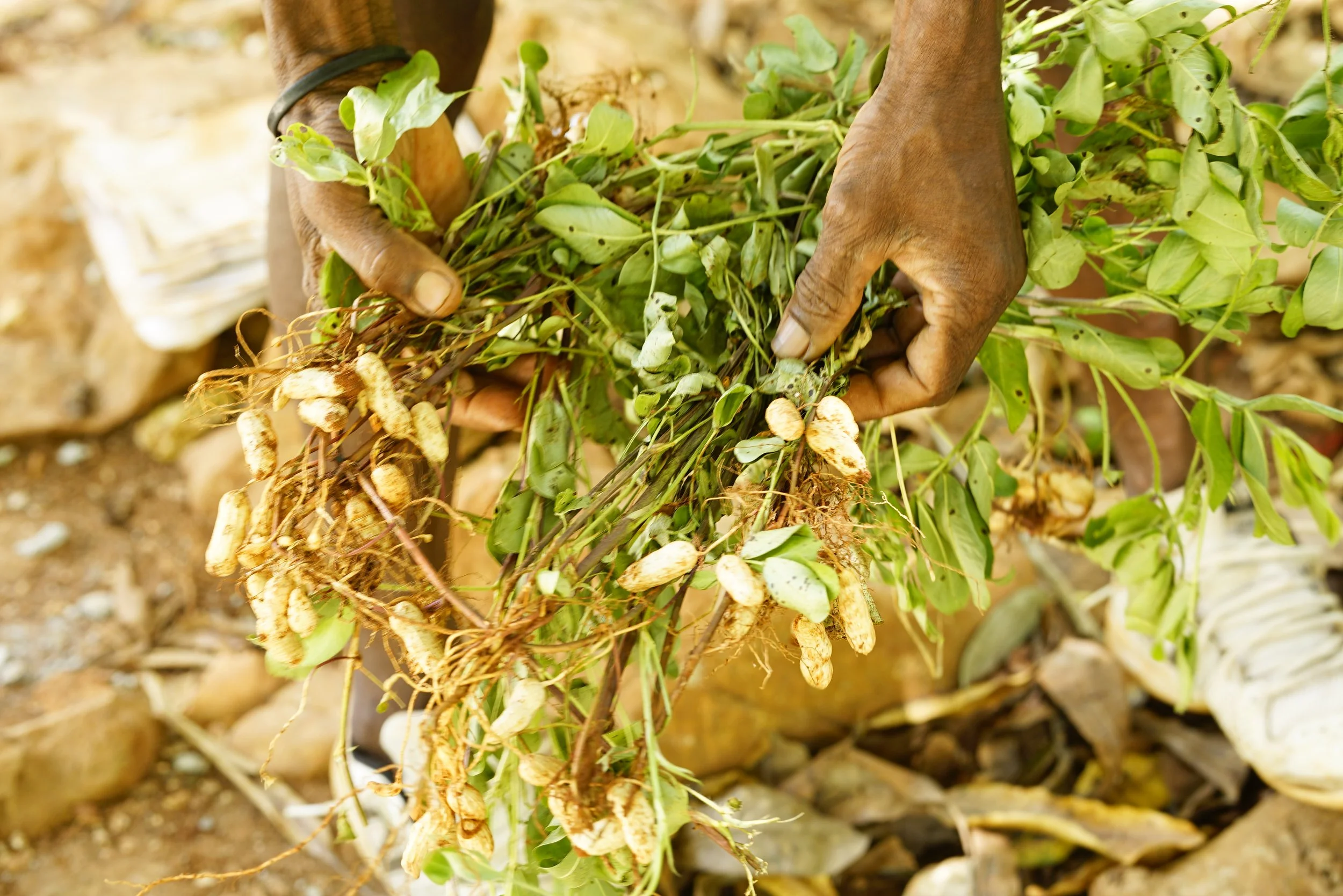 Glimpses of Haiti - Part 3