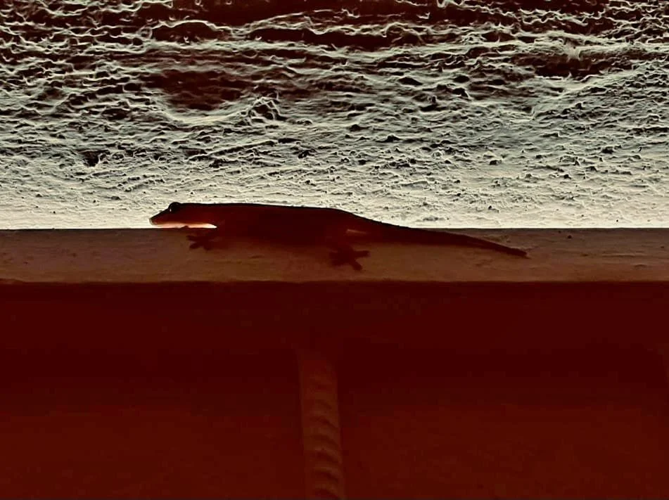 Rat manje kann, zandolit mouri inosan