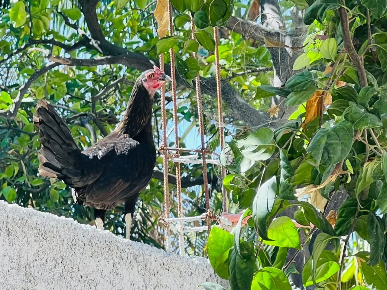 Ravèt pa janm gen rezon devan poul