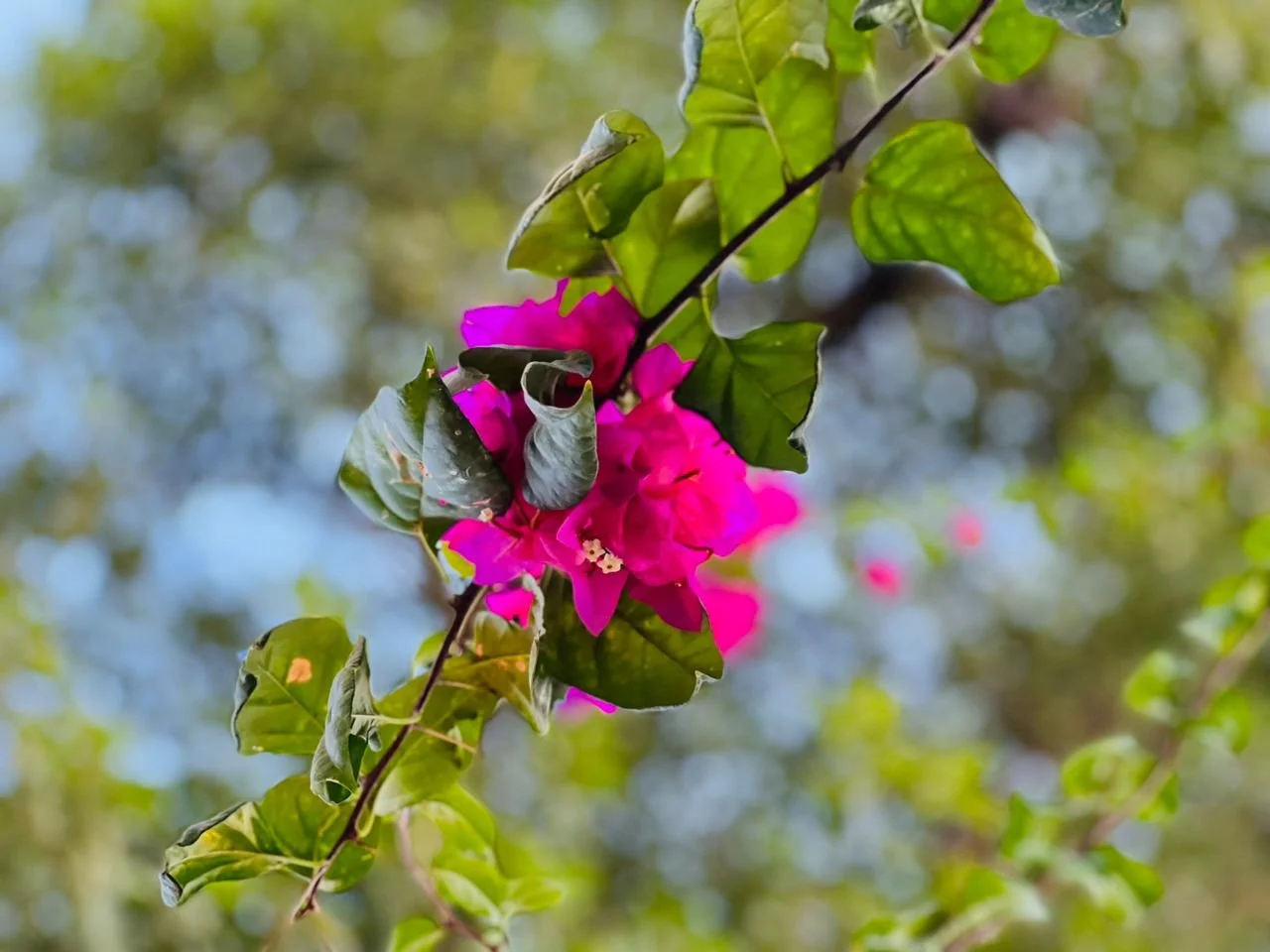 Santi bon koute chè