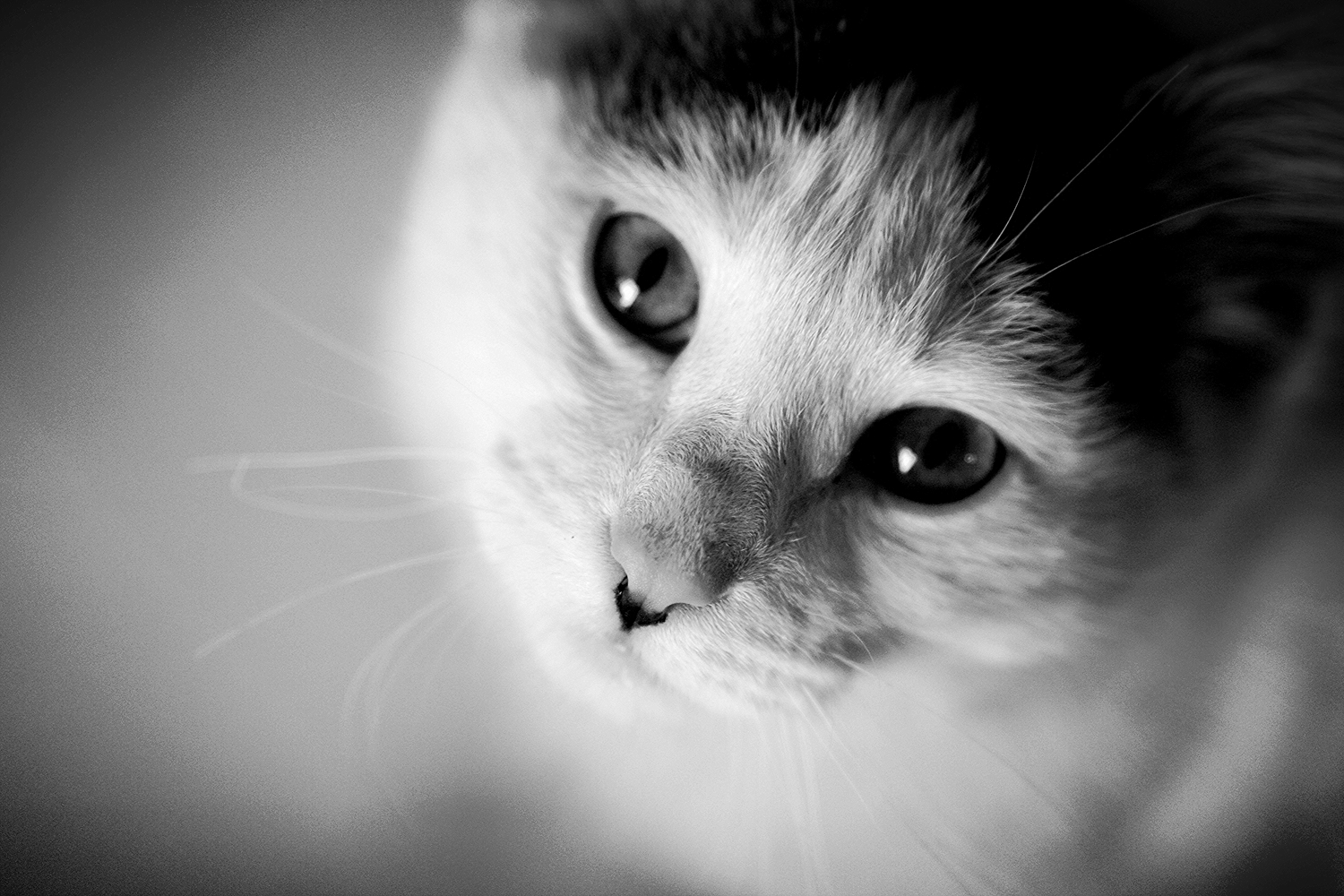 Cat_Cute.JPG