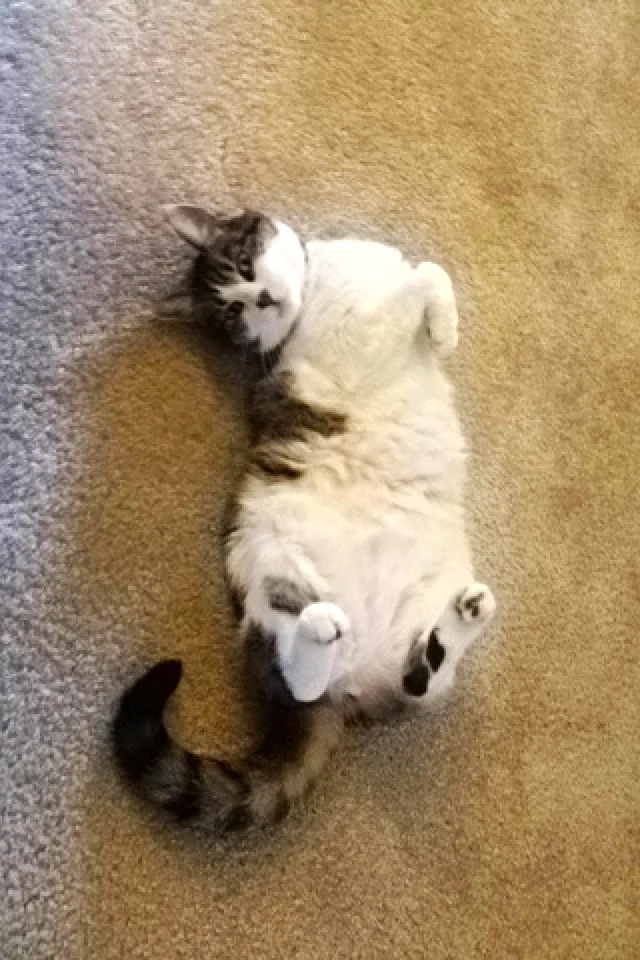 Cat.JPG
