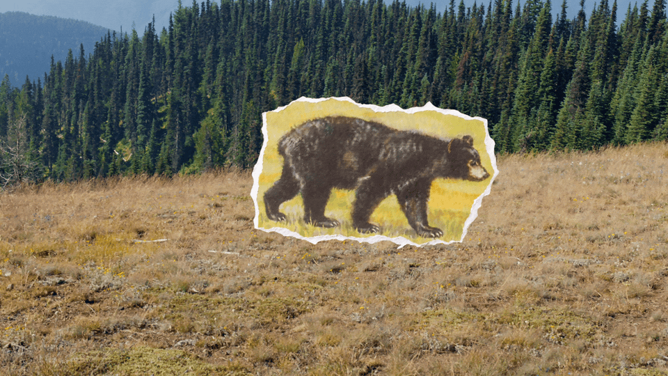 ThumbBear_SearchingFor_NPS_LFV_16x9_V017_YouTube.gif