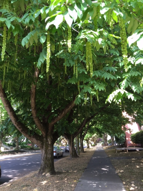 Caucasian Wingnut (Pterocarya Fraxinifolia) Trees, NE 15th Avenue and Knott Street, photo by Julie Fukuda