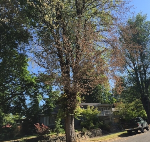 An american elm on se tolman in east moreland that tested positive for dutch elm disease in 2016. photo courtesy of city of portland urban forestry