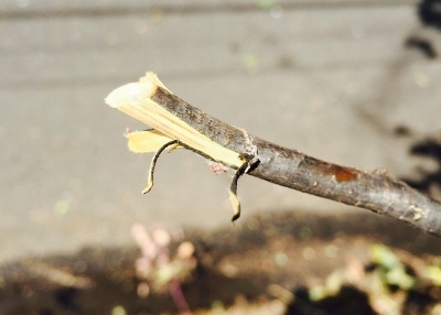 Streaking under the bark is an indicator for ded. photo courtesy of city of portland urban forestry