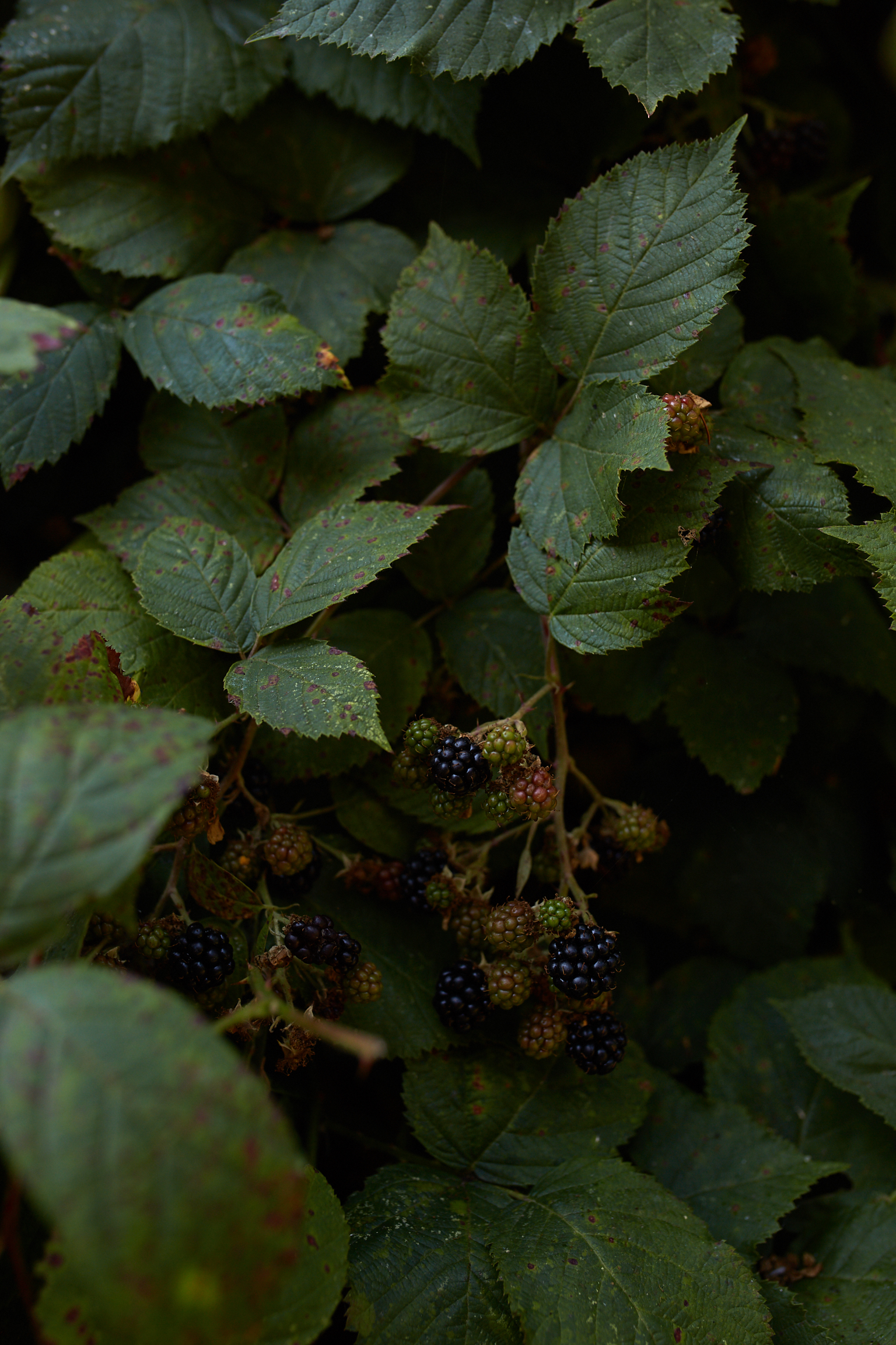 Wild blackberries were in season!