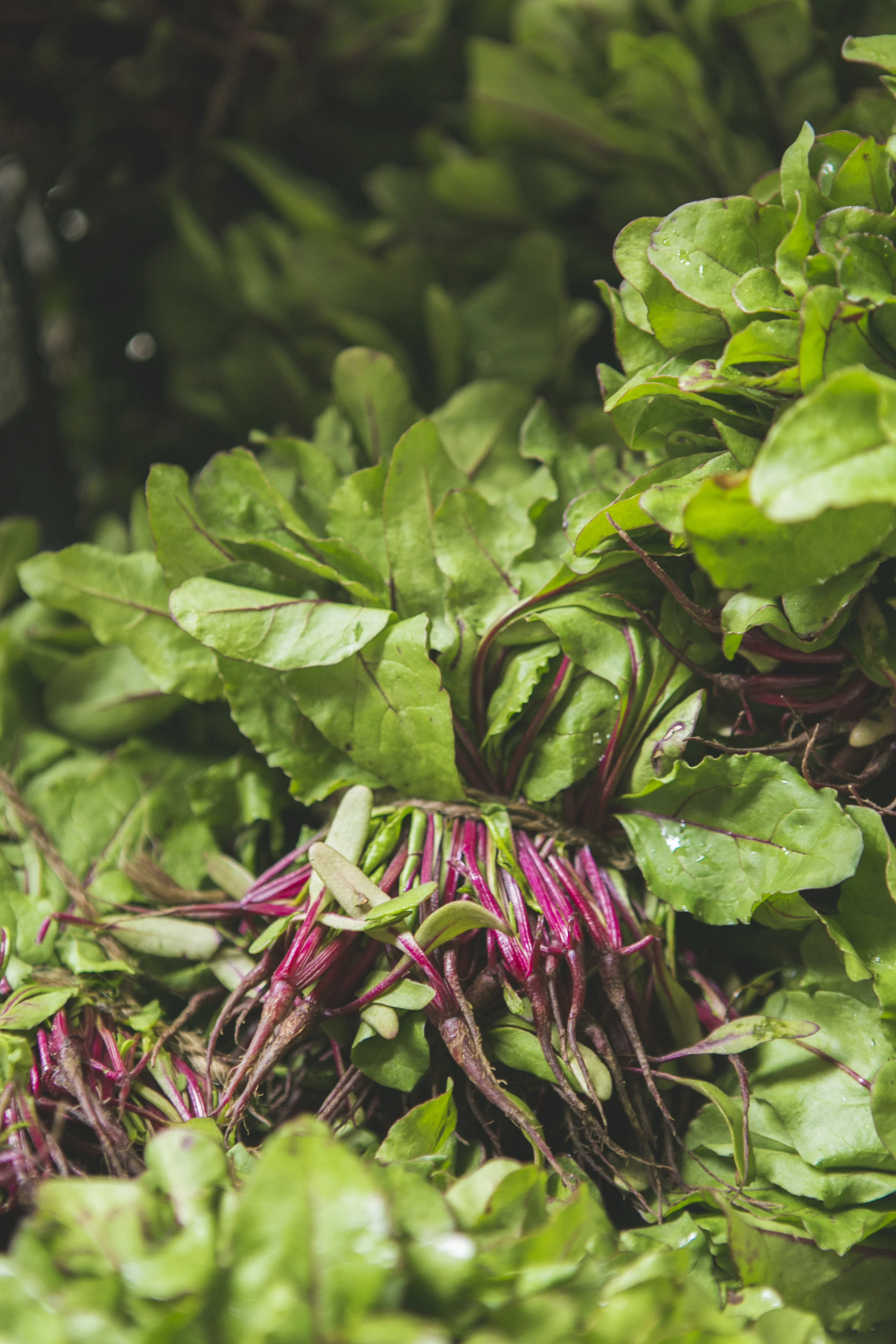 20140514_F_JGFarmers_019.jpg
