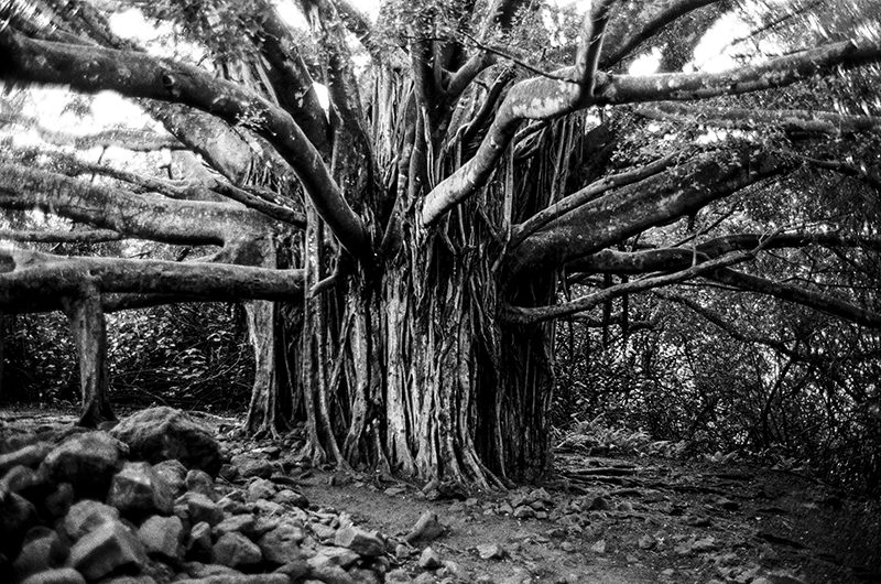 FAMILY TREE - MAUI, HAWAII - 2013