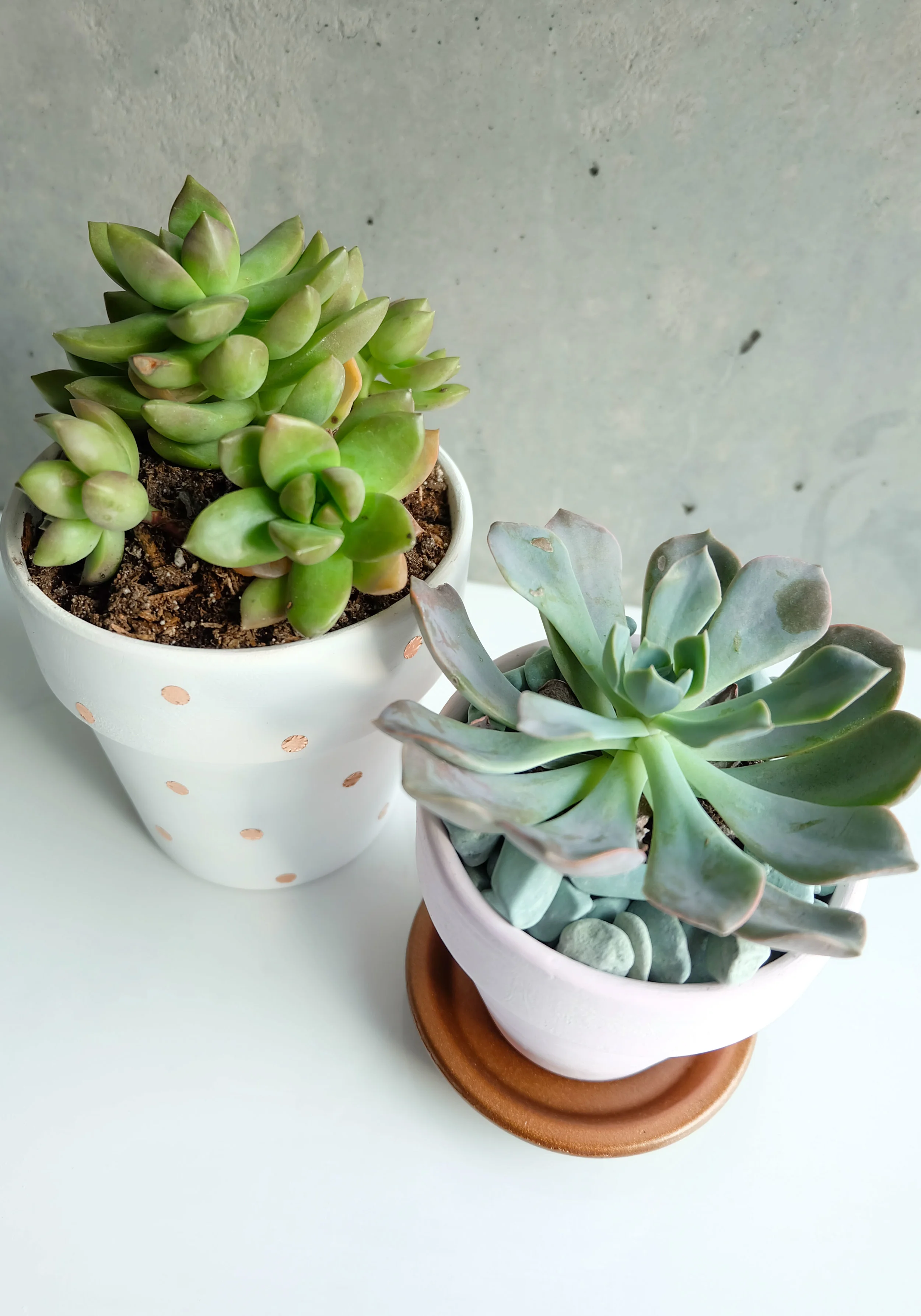 DIY FOR LESS DECORATIVE SUCCULENT PLANTERS — Me and Mr. Jones