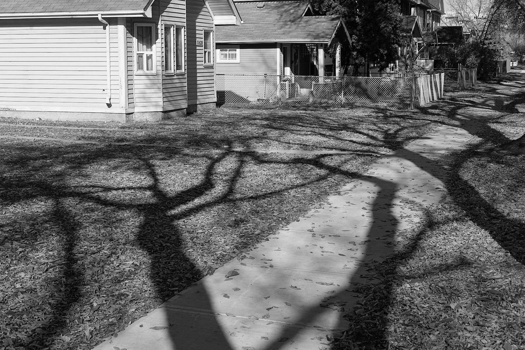 Tree Shadows.jpg