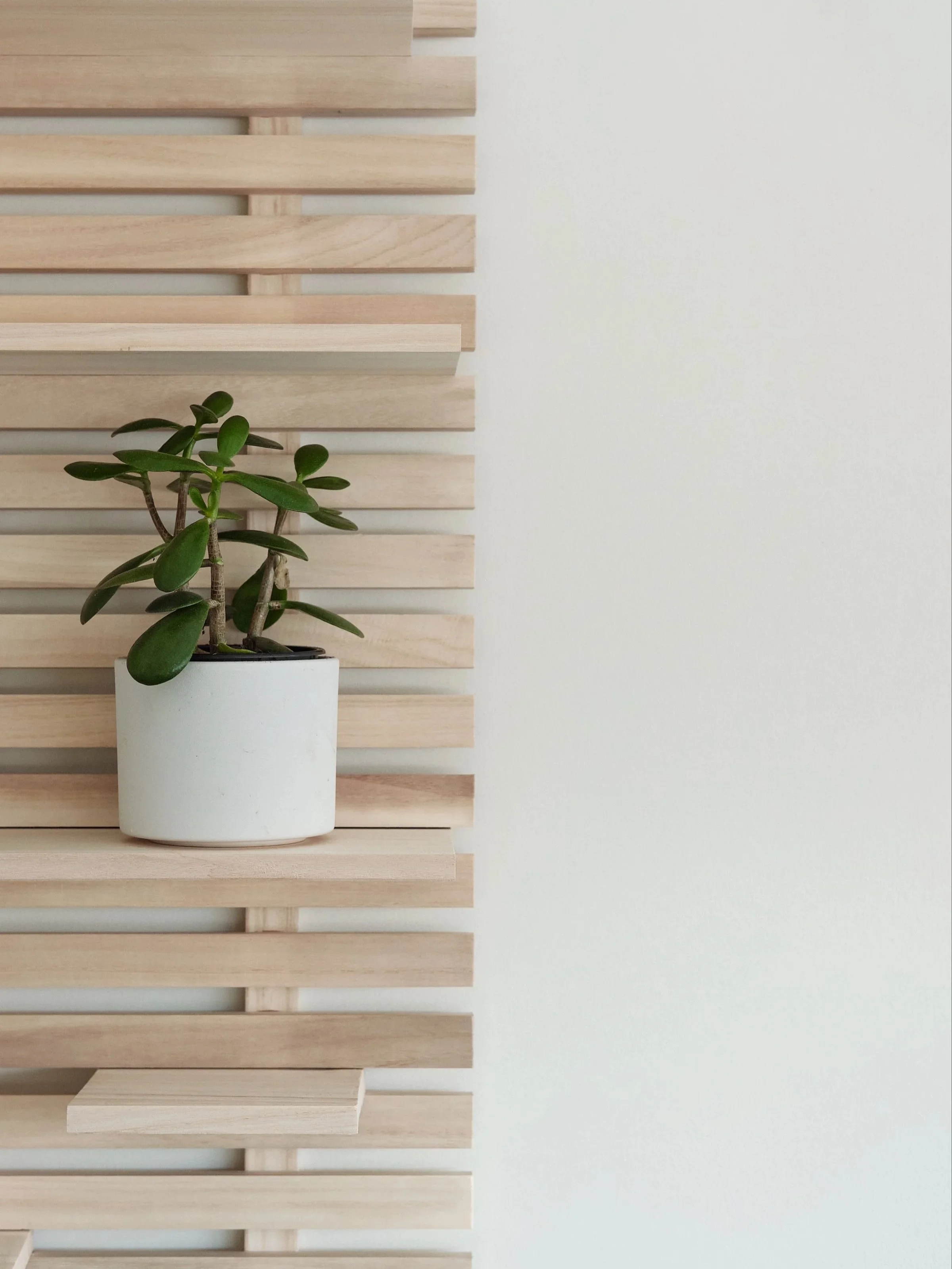 A small green plant in a white pot placed on a wooden slatted surface against a plain white wall. Integrity Psychological, Edmonton Alberta.
