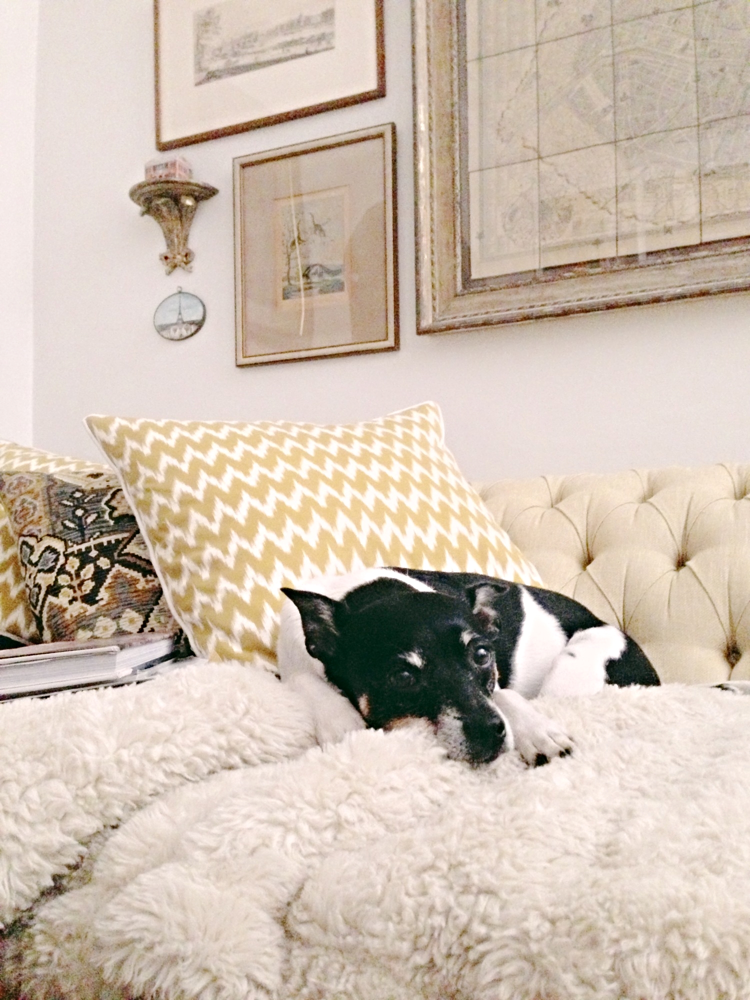 Max on the couch - Photography by Lauren L Caron © 2015