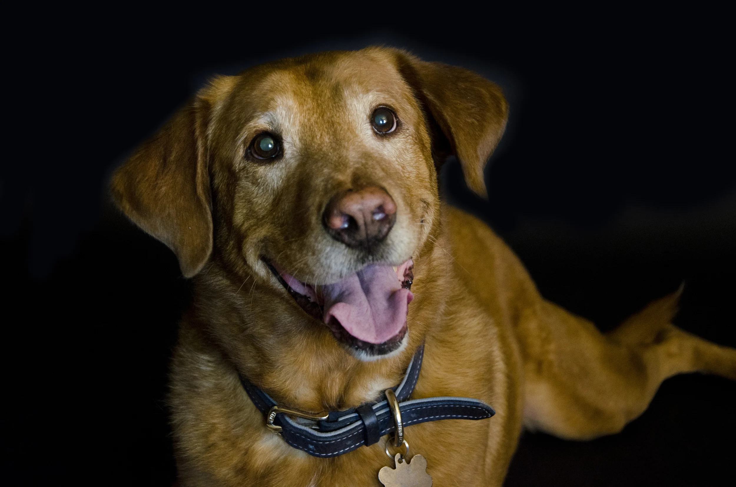 Socks the puppy_13.jpg
