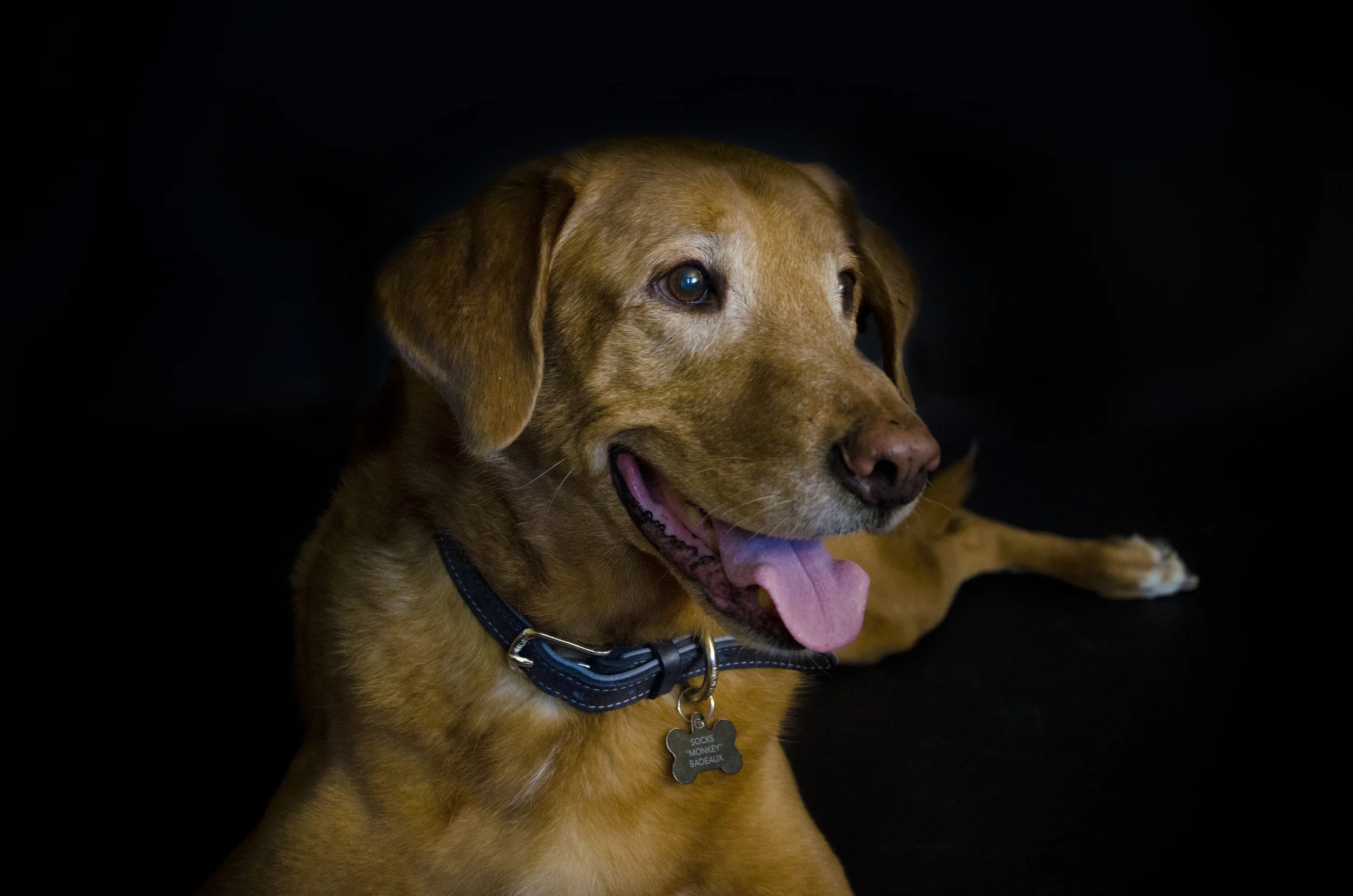 Socks the puppy_7.jpg