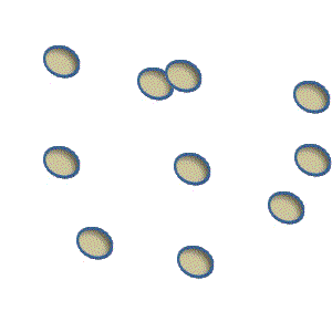 BrandXNonCapture.gif