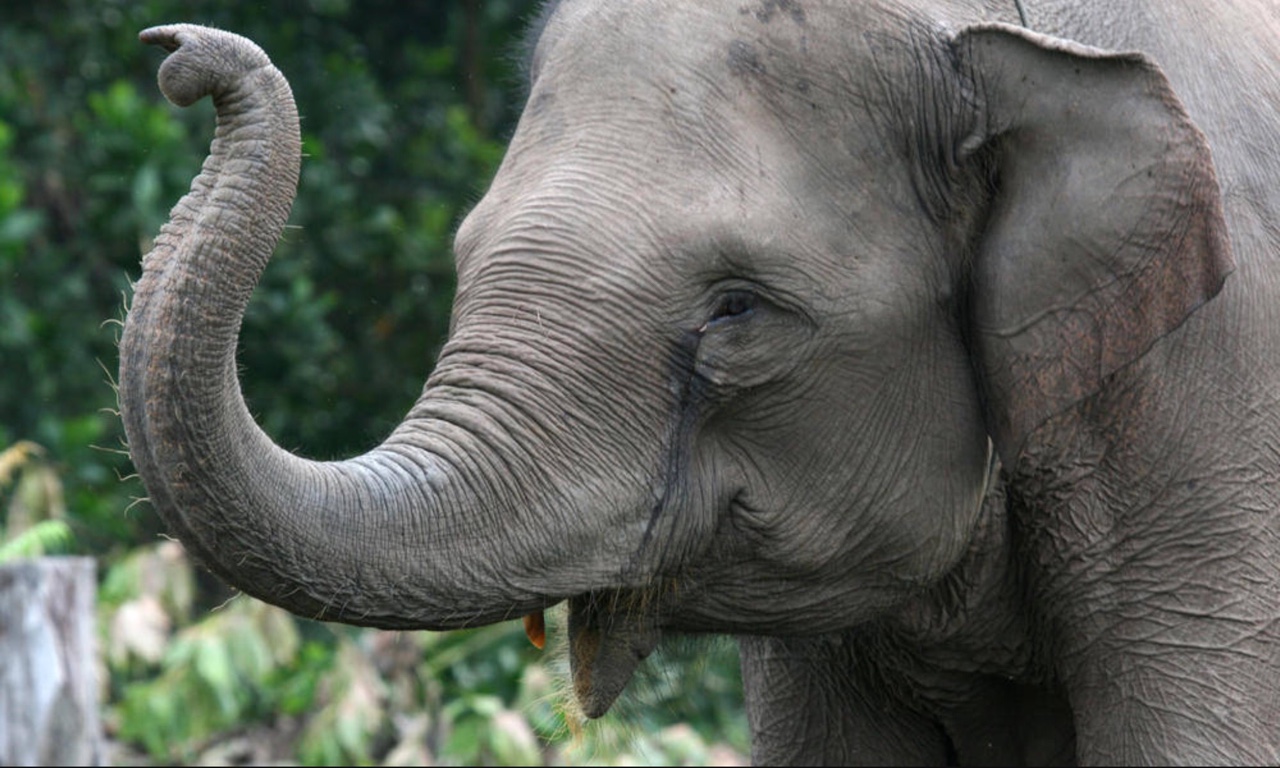 Image from World Wildlife Fund